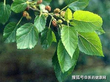 退休中医提示 骨质疏松者 可常补充3营养 或助骨量增加